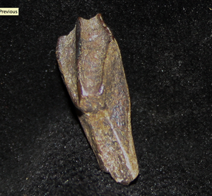 A rooted Hadrosaur tooth.  Hadrosaur Teeth for Sale on FossilEra